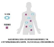 米兰网页版 -nk细胞的作用与功效